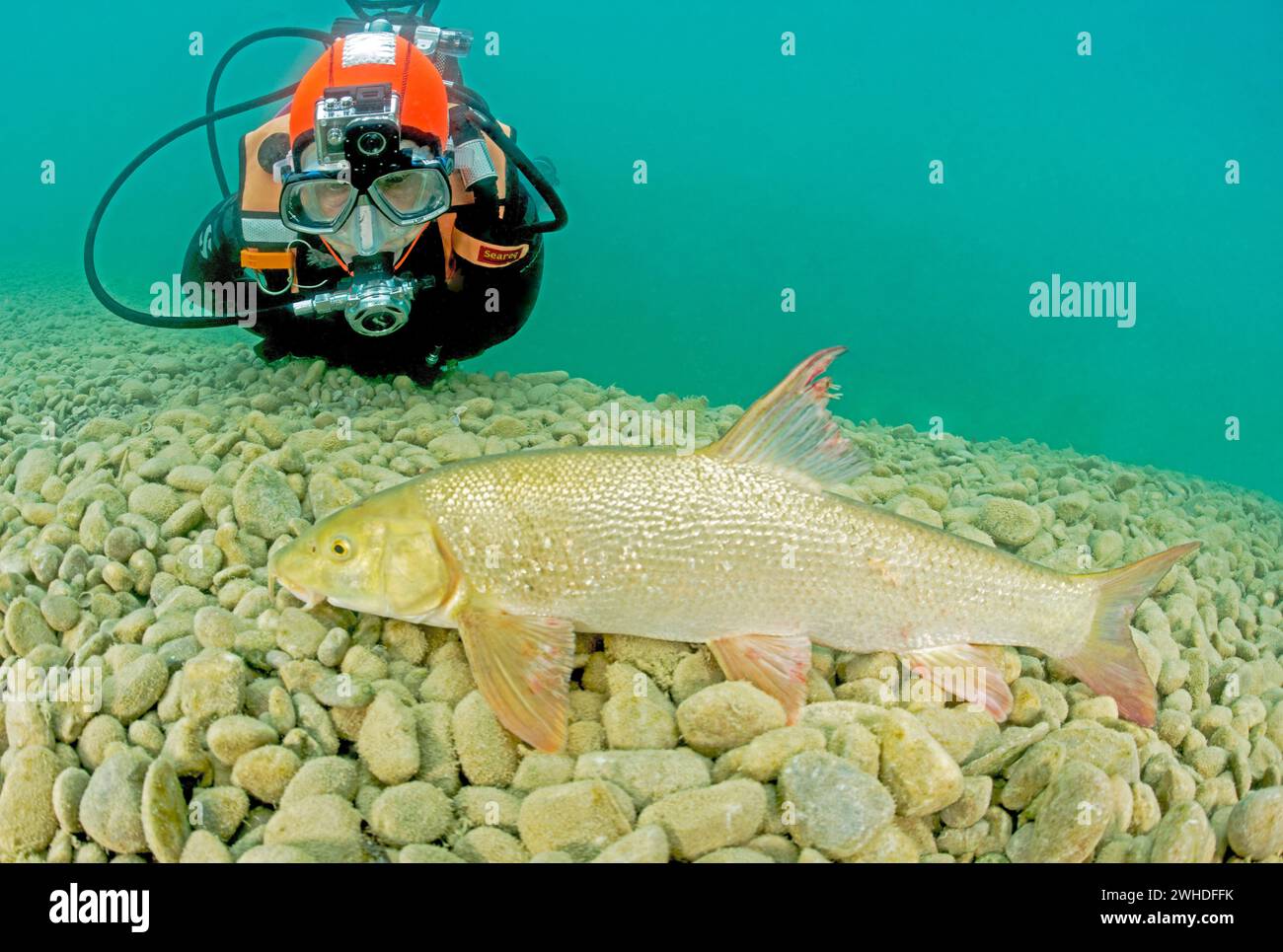 Taucher und Barbe in einem Flussbett, der Taucher filmt mit der GoPro auf der Maske Stockfoto