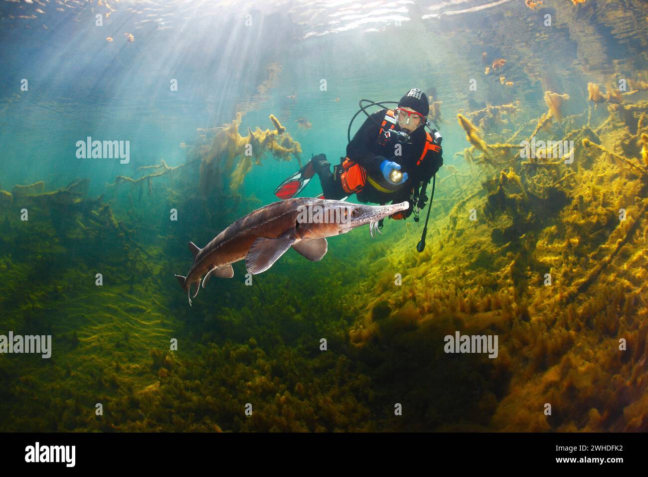 Sibirischer Störe, Taucher, Unterwasserlandschaft, Algen, Sonnenstrahlen, Baden-Württemberg, Deutschland Stockfoto