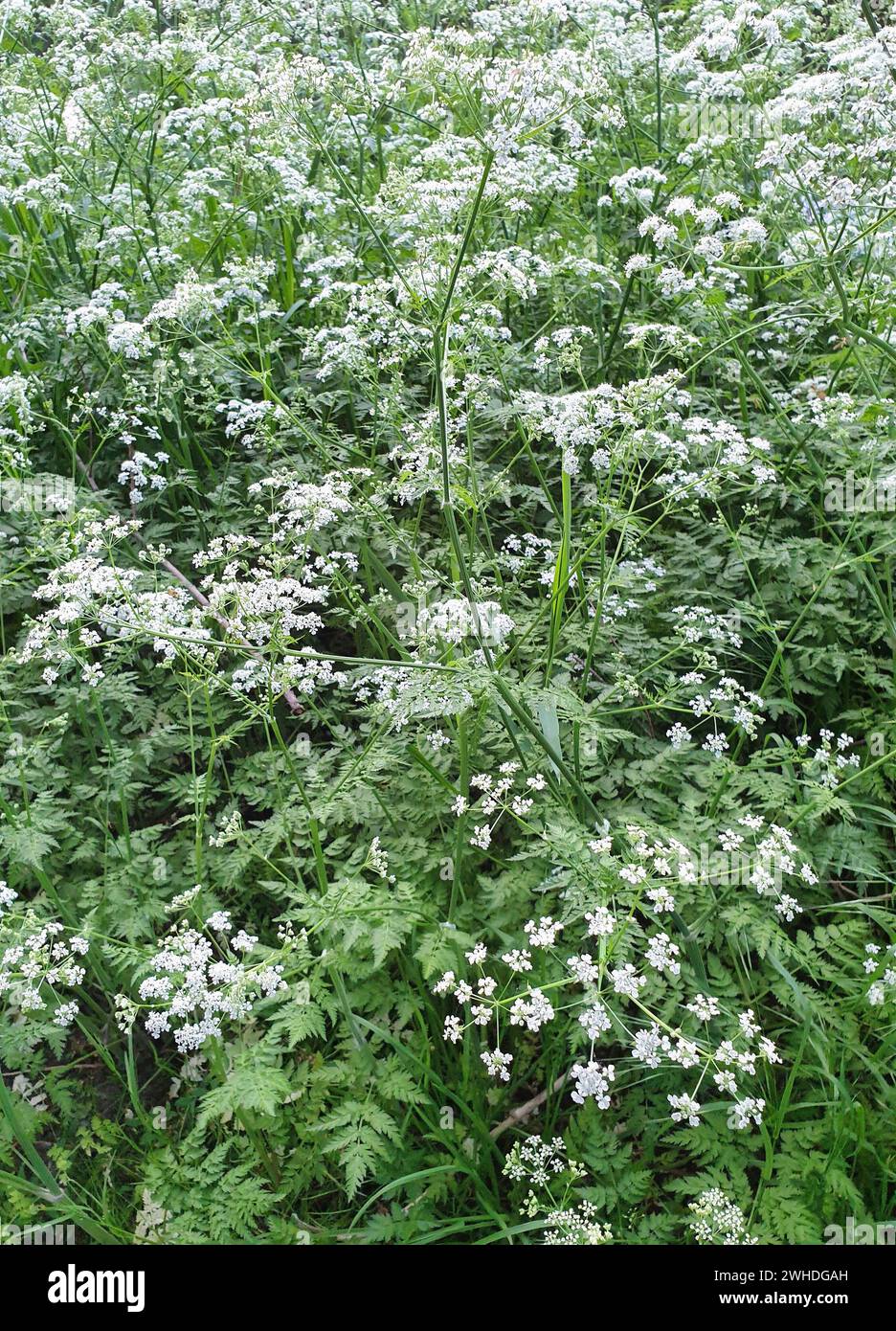 Außenaufnahme in der Natur der Schafgabe-Blüten auf dem Feld Stockfoto