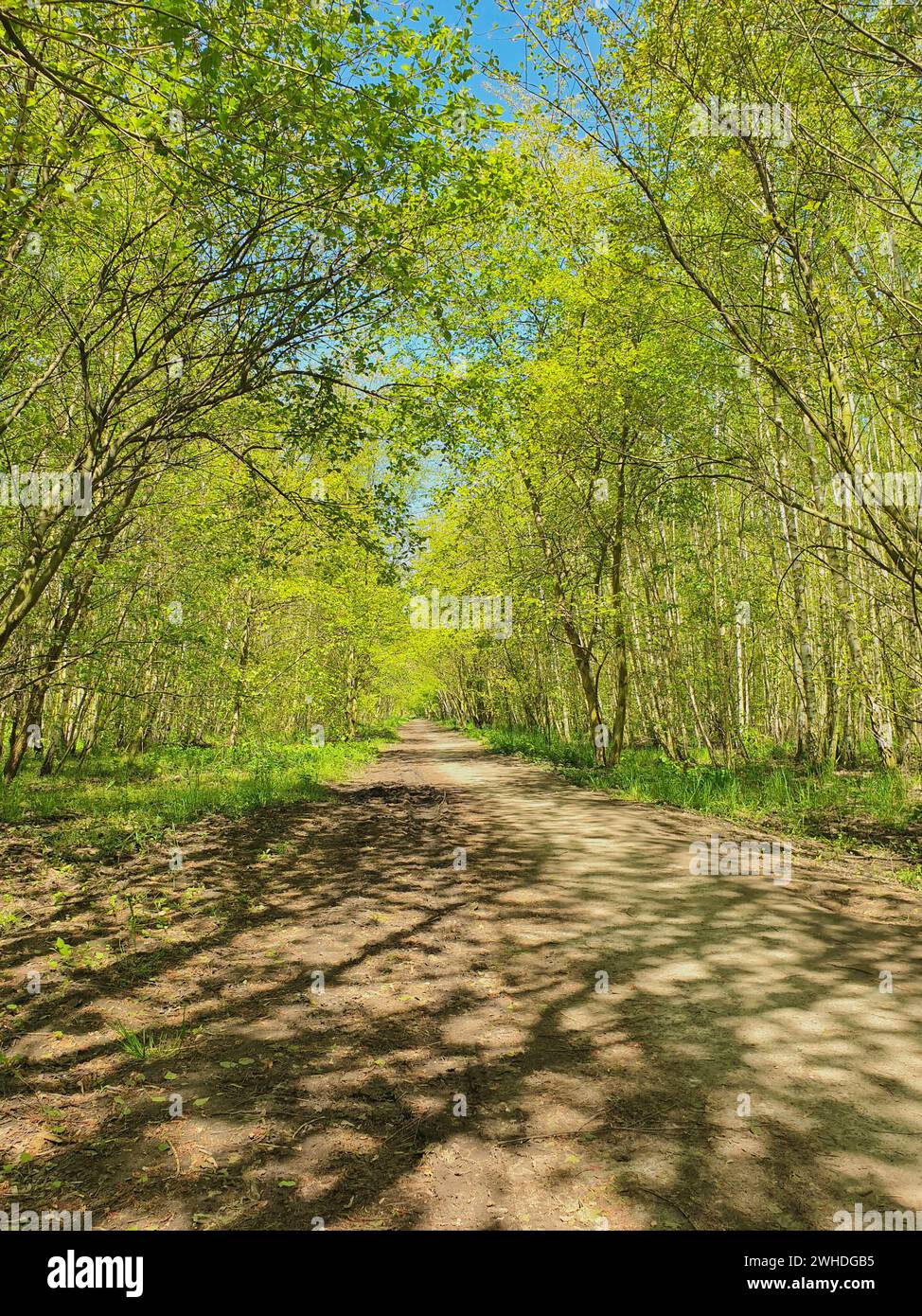 Pfad durch den frühlingshaften Wald mit grünen Blättern und Bäumen im Sonnenlicht vor einem blauen Himmel Stockfoto