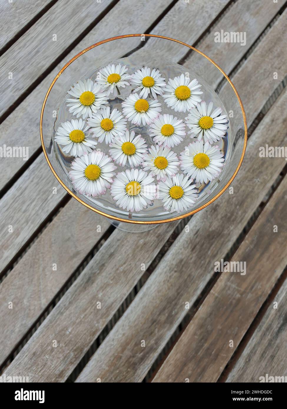 Gänseblümchen, 15 Blumenköpfe im Wasser einer Glasschale auf einem Holztisch, Deutschland Stockfoto