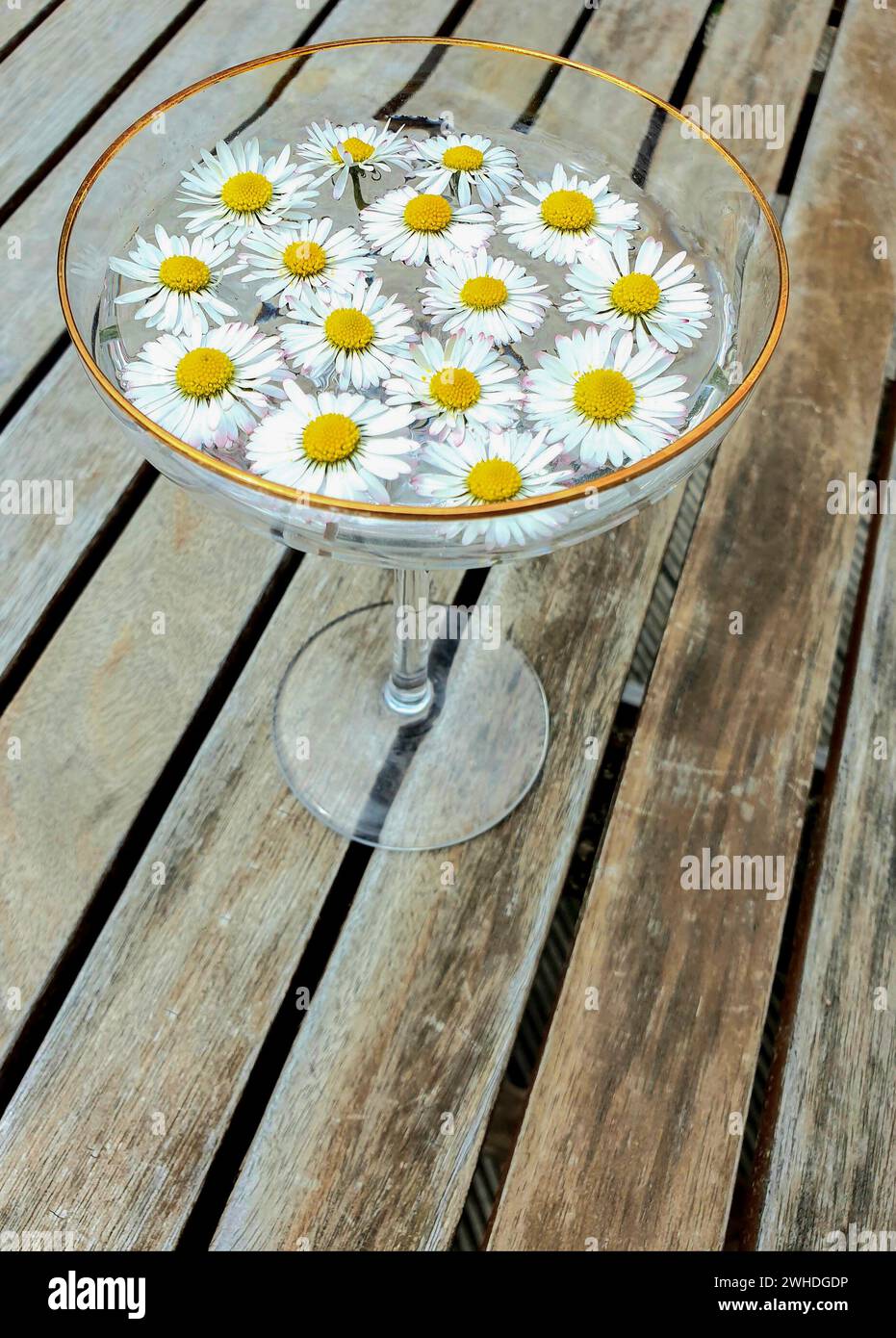 Gänseblümchen, 15 Blumenköpfe im Wasser einer Glasschale auf einem Holztisch, Deutschland Stockfoto