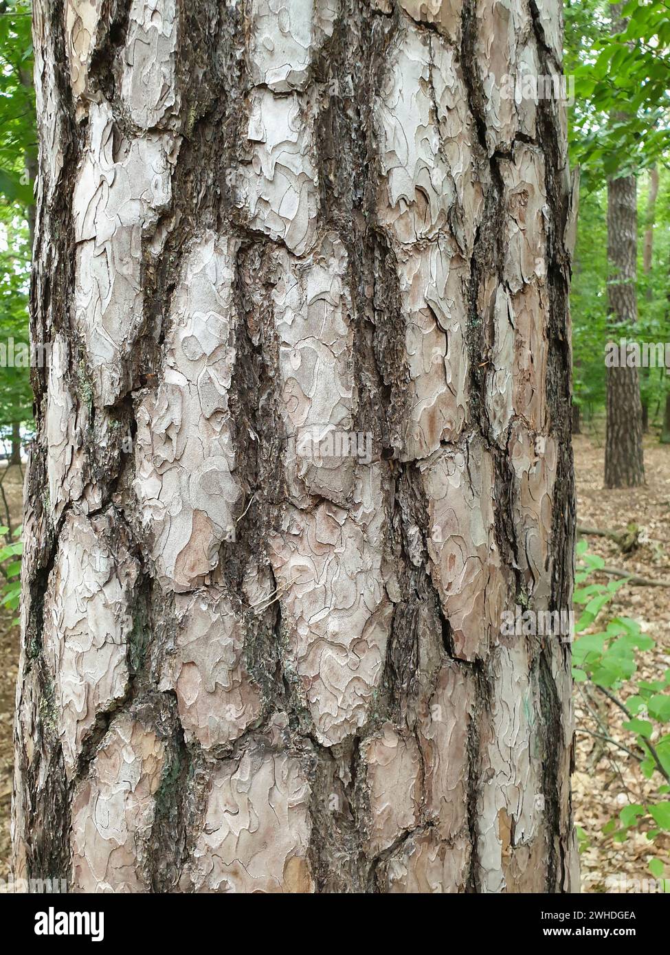 Baumrinde an einem Baumstamm, Naturschutz in einem Waldgebiet, Berlin, Deutschland Stockfoto