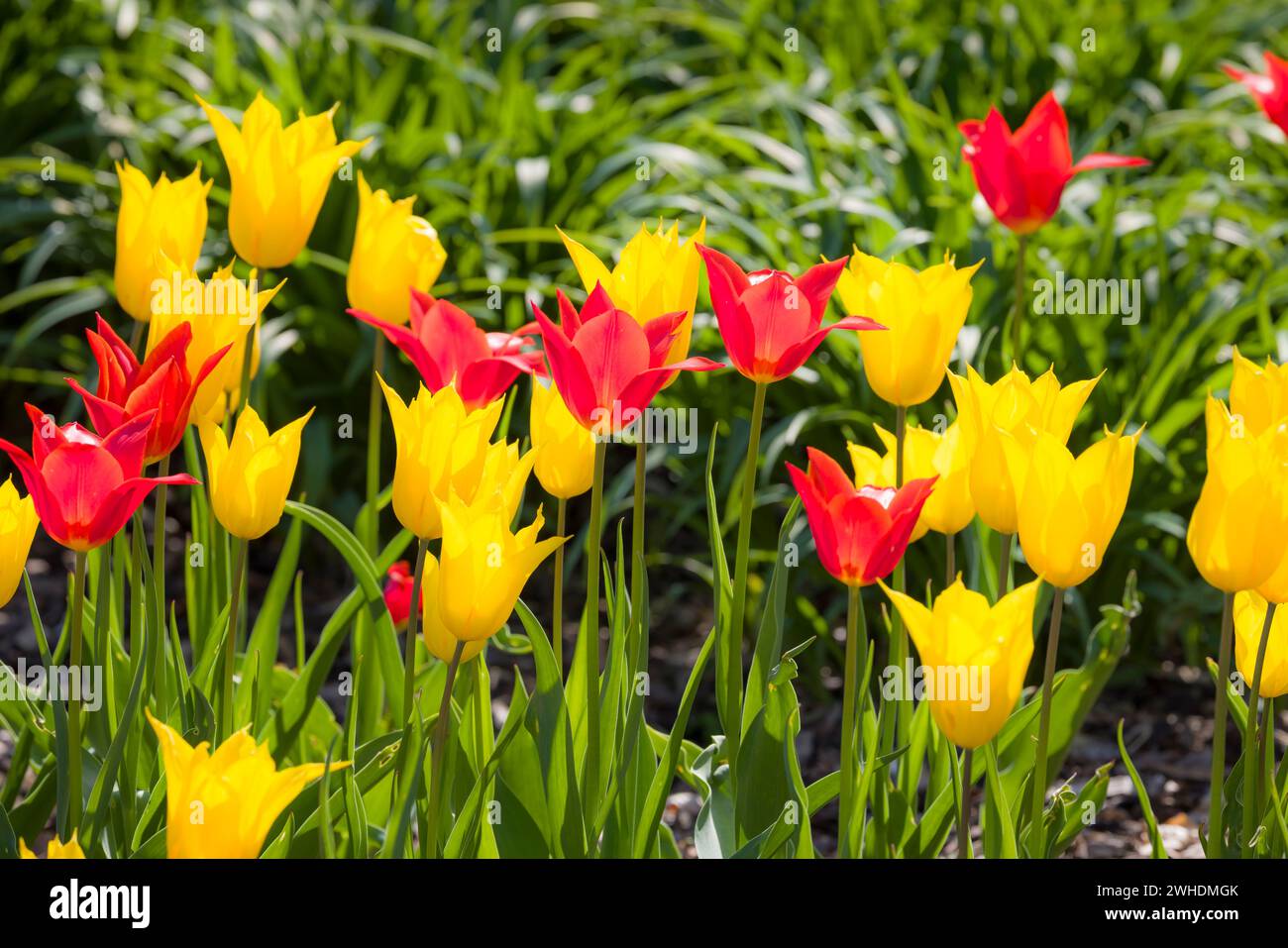 Gelbe und rote geriffelte Lilientulpen (Tulipa) in einem englischen Gartenbeet. York, Großbritannien Stockfoto
