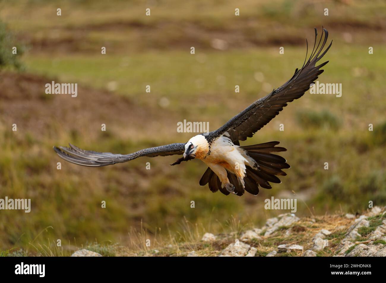 Bartgeier (Gypaetus barbatus) mit Schafknochen im Flug, Pyrenäen, Spanien Stockfoto