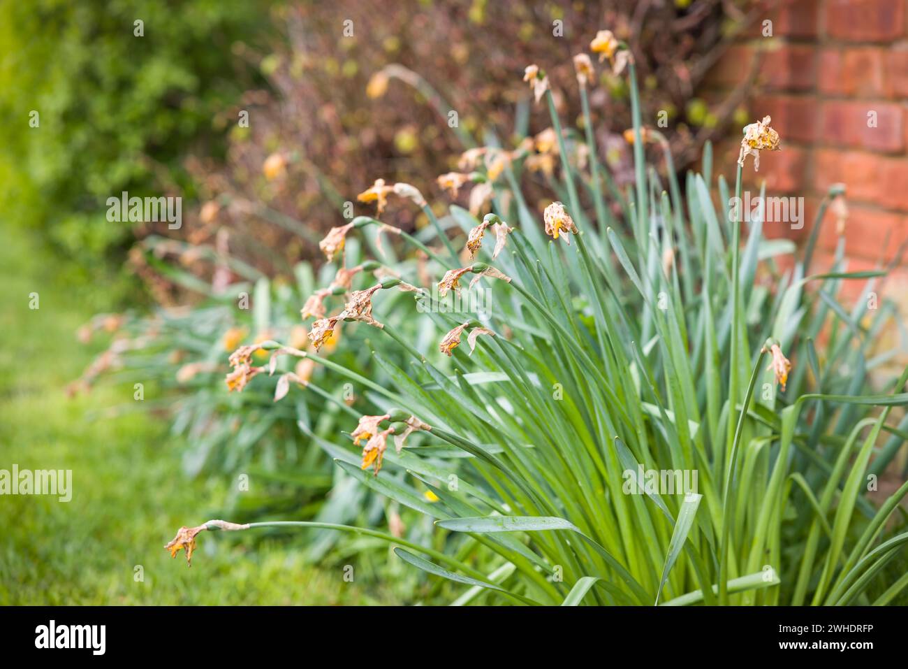 Narzissen in einem englischen Blumenbeet im Frühjahr, Großbritannien. Englischer Garten Stockfoto