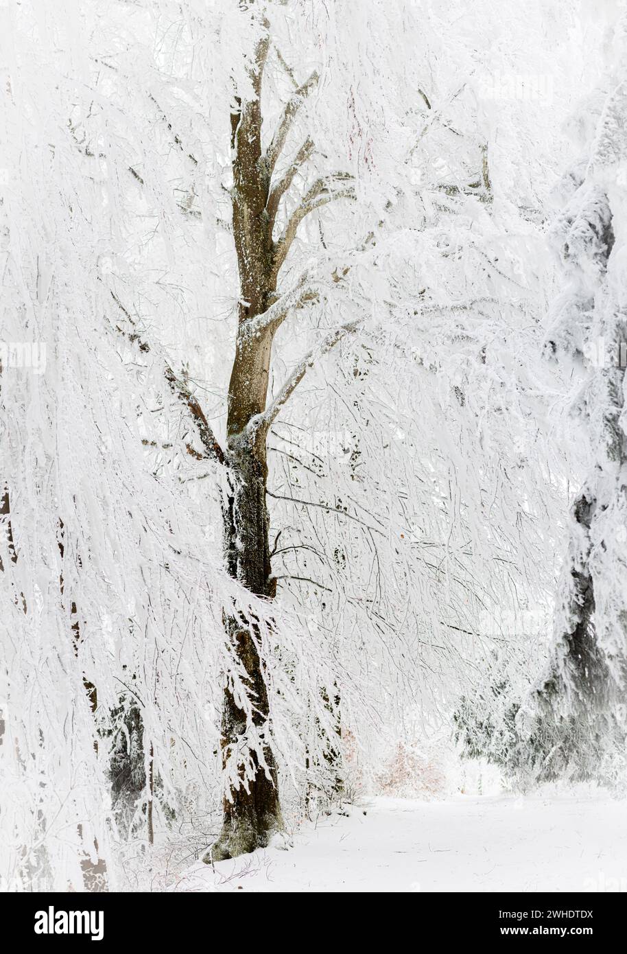 Winter auf dem Uetliberg, Zürich, Schweiz Stockfoto