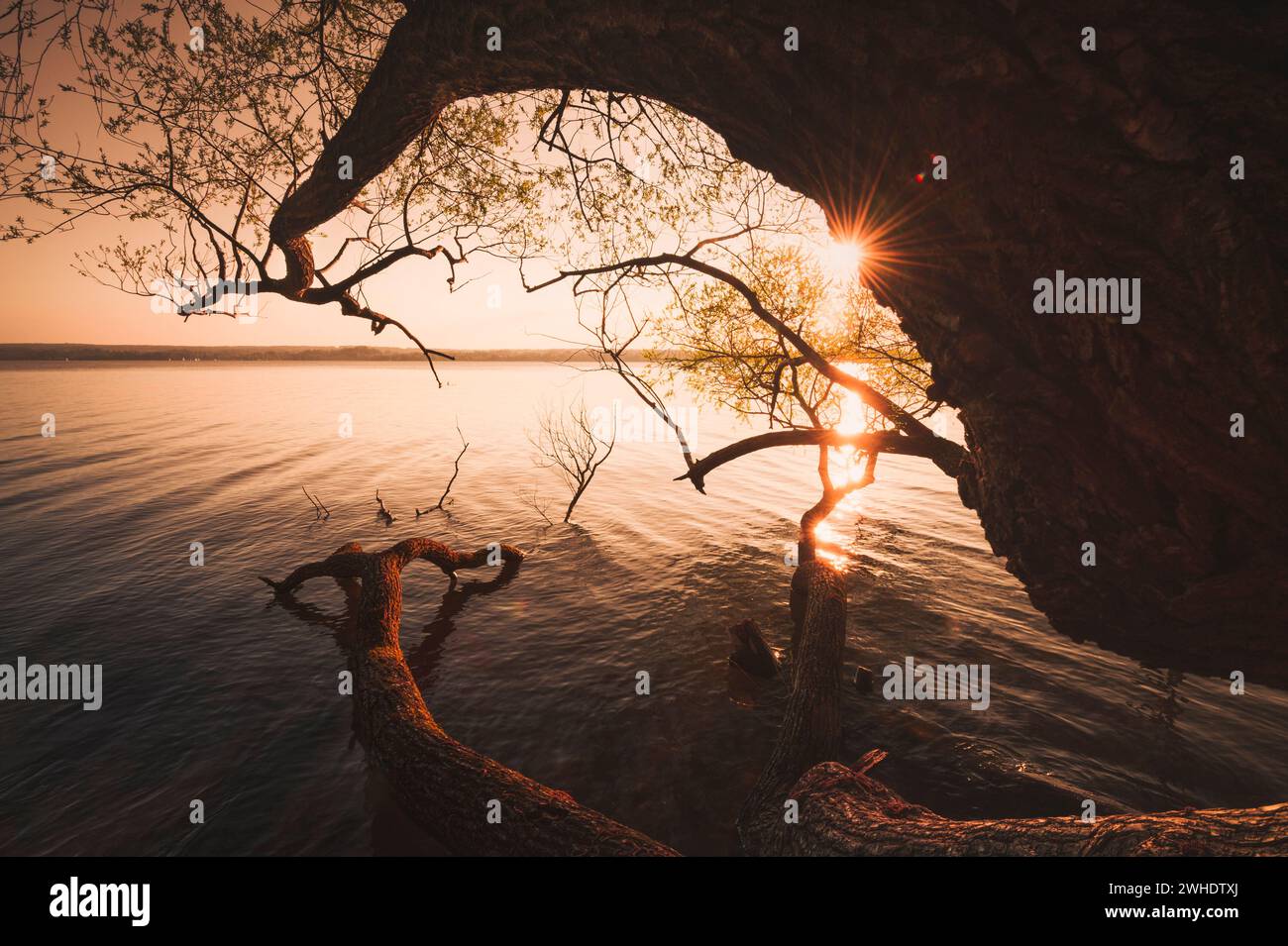 Malerischer Baum über dem friedlichen Ammersee in sonniger Abendstimmung Stockfoto