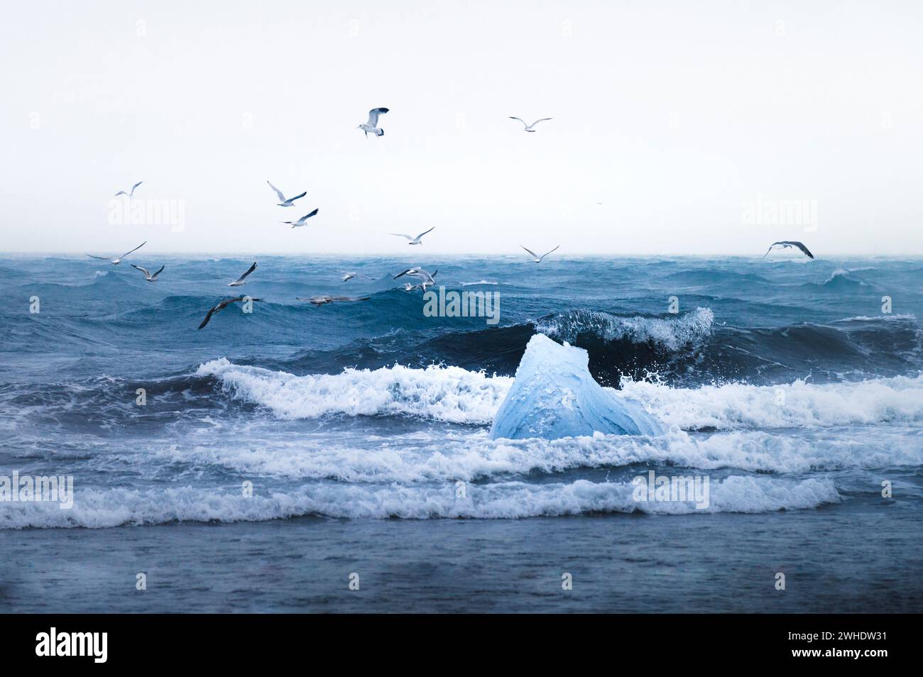 Möwen umkreisen einen Eisberg in den Wellen am Diamond Beach vor der Gletscherlagune Jokulsarlon in Island Stockfoto