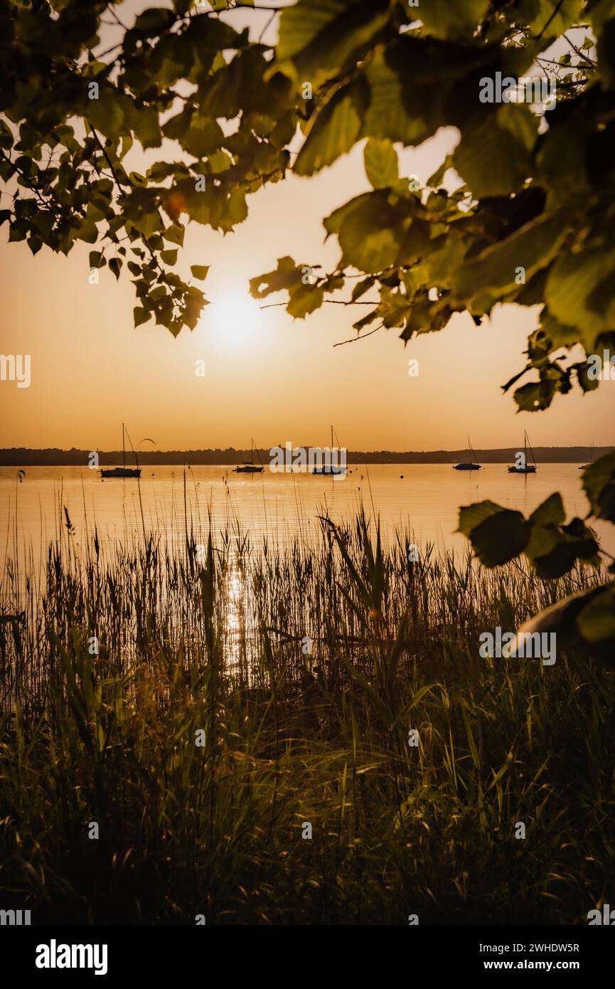 Goldene gelbe, warme Sonnenuntergangsatmosphäre am Ostufer des Ammersees in Bayern an einem milden Sommerabend mit Blick durch Schilf und Laub auf den See und auf ihm treibende Segelschiffe Stockfoto