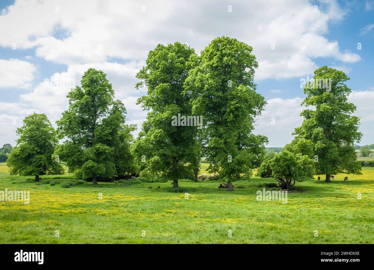 Lindenbäume auf einem Feld im Sommer, englische Landschaft. Stony Stratford Naturreservat, Milton Keynes, Großbritannien Stockfoto