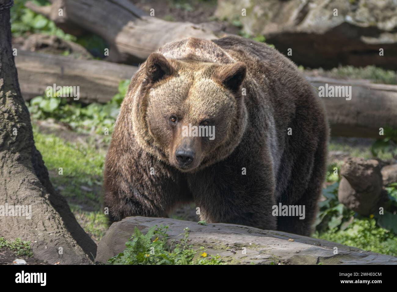 Eurasische Braunbär Stockfoto