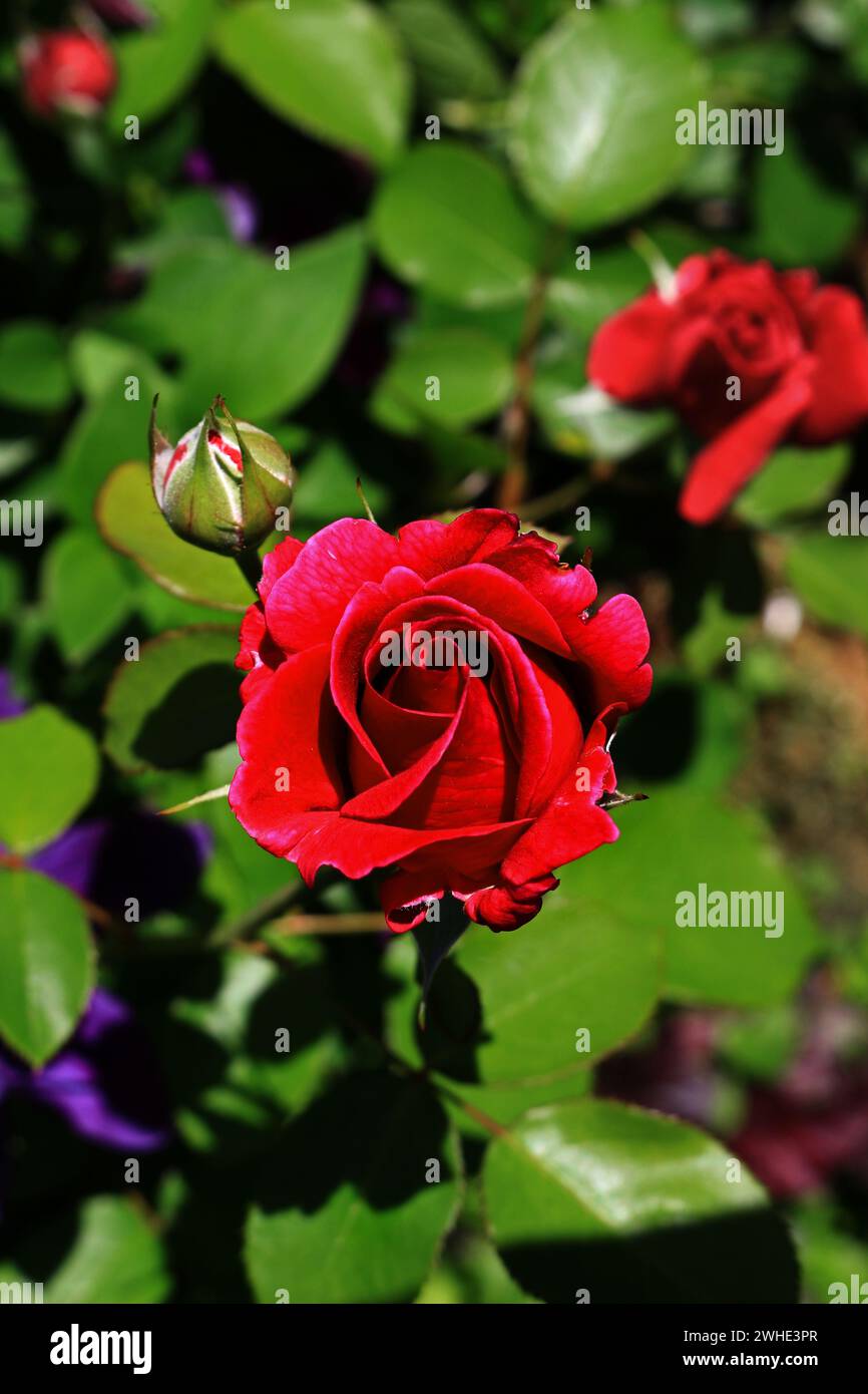 Rote Rosenblume, die im Sonnenlicht des Frühlings leuchtet Stockfoto