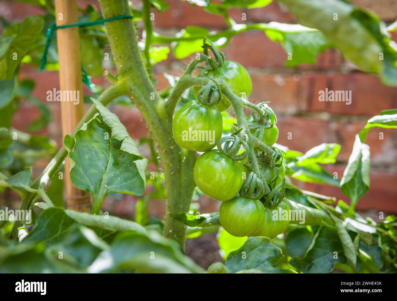 Grüne Tomaten, die im Freien auf einer Sorte ailsa craig wachsen, unbestimmte (Cordon) Rebsorte in einem britischen Garten. Reifung unreifer Tomaten. Stockfoto