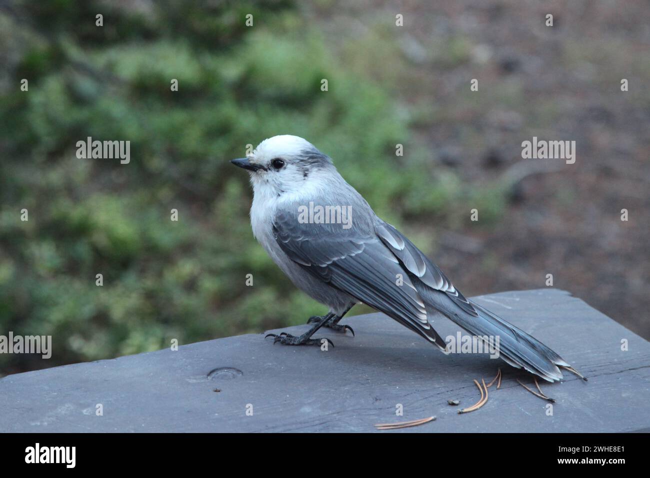 Canada Jay (Perisoreus canadensis) Vogel auf Picknicktisch im Yellowstone National Park, Wyoming Stockfoto