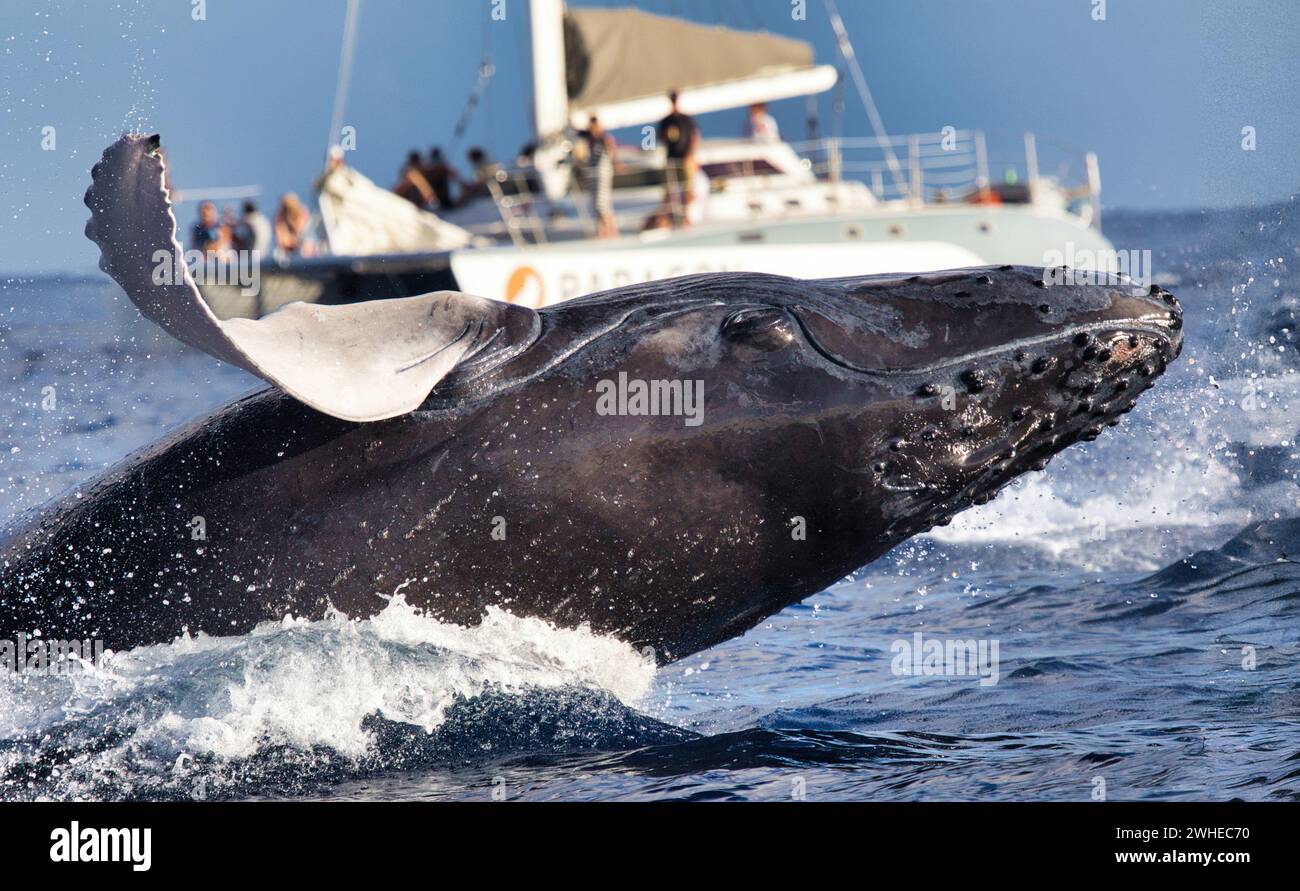 Plötzlicher Bruch eines Buckelwals vor einem Walbeobachtungsboot. Stockfoto