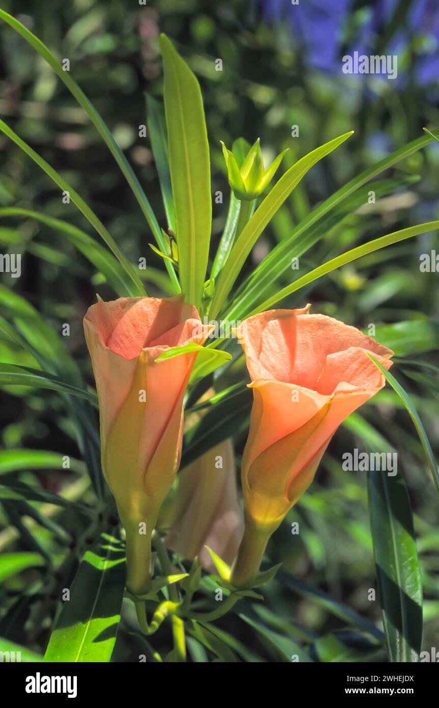 Gelber Oleander (Cascabela thevetia = Thevetia peruviana), Apocynaceae. Immergrüner tropischer Sträucher, Zierpflanze. Aprikosenfarbene Blüte. Stockfoto