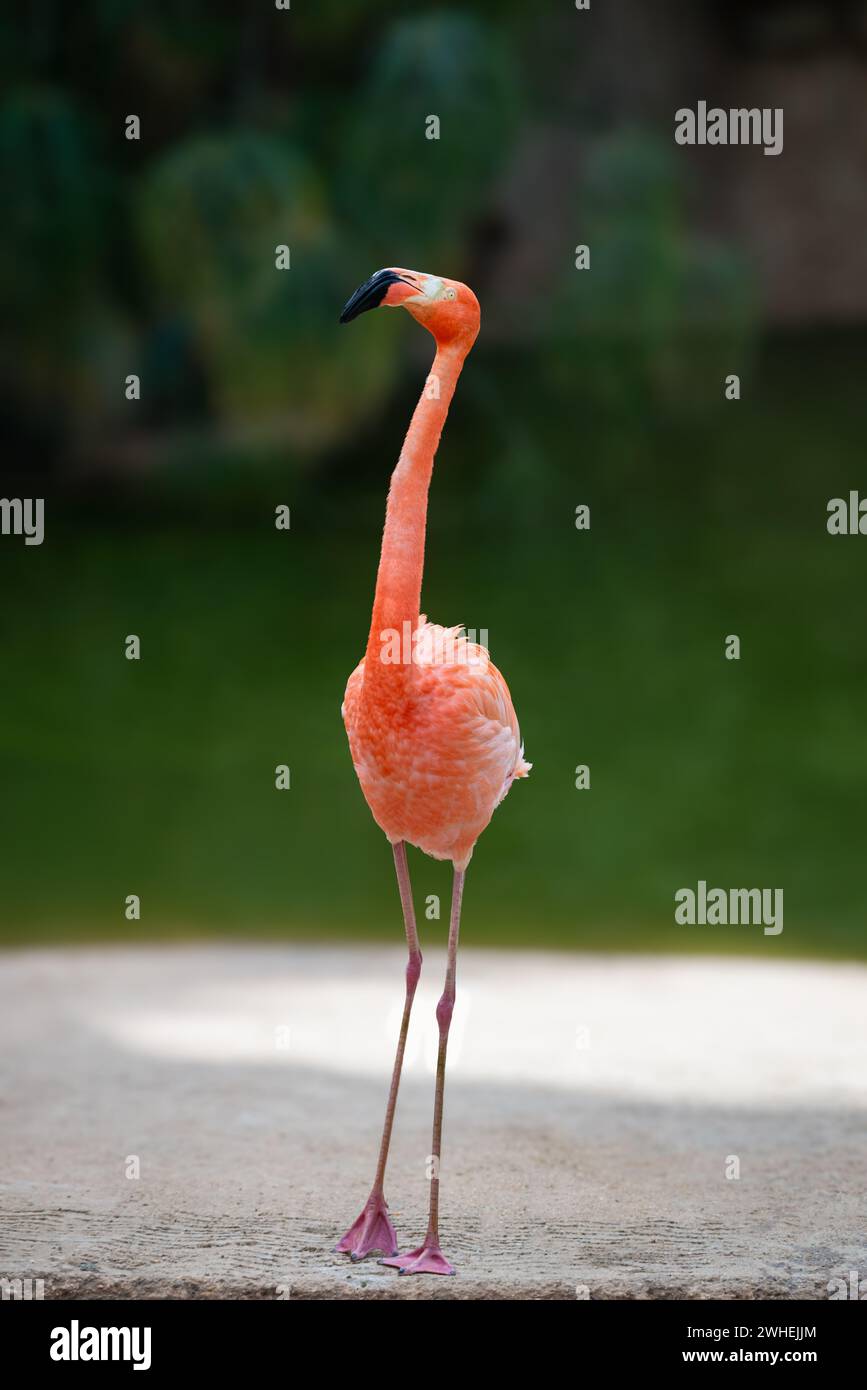 Karibischer Flamingo in offenem Gehege mit Blickkontakt in rosa Farbe, nur eine Frontalansicht Stockfoto