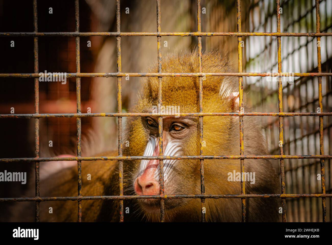 Mandrill in einem Käfig, der in die Ferne blickt, in Gefangenschaft mit traurigen Augen, die sich nach Freiheit sehnen Stockfoto