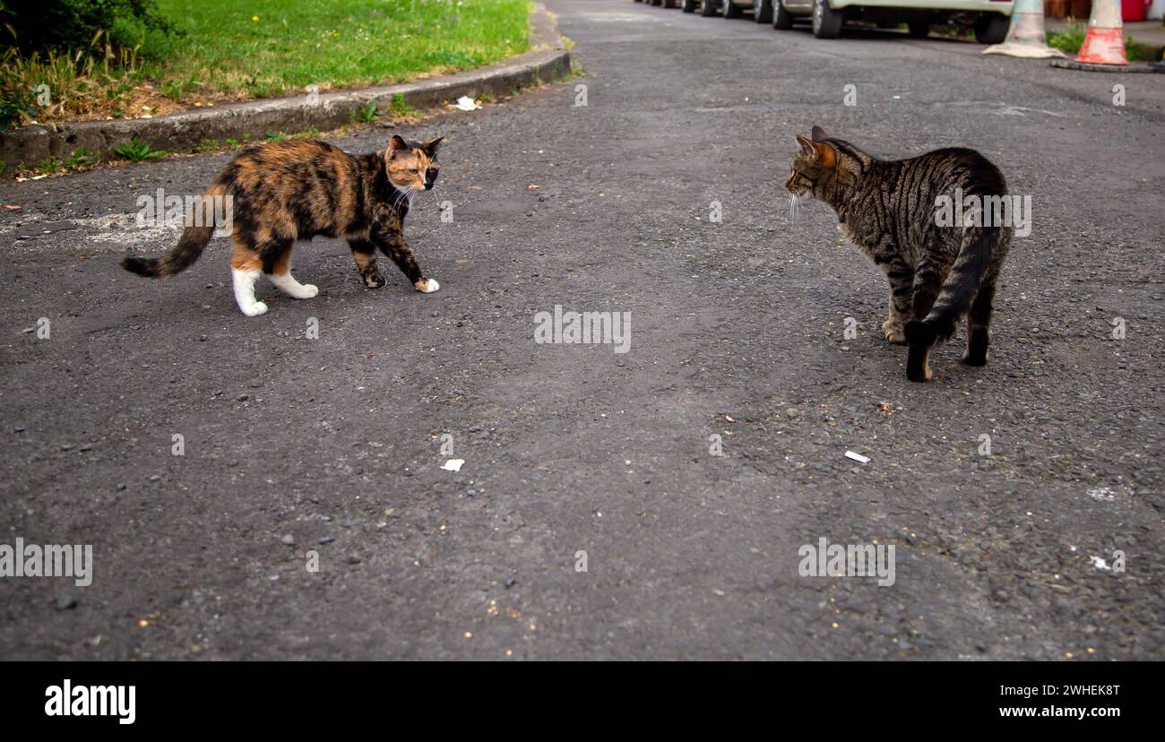"09.07.2019, Irland, County Dublin, Dublin - zwei Hauskatzen machen ihre Bekanntschaft im Bezirk Rialto. 00A190709D246CAROEX.JPG [MODELLVERSION Stockfoto