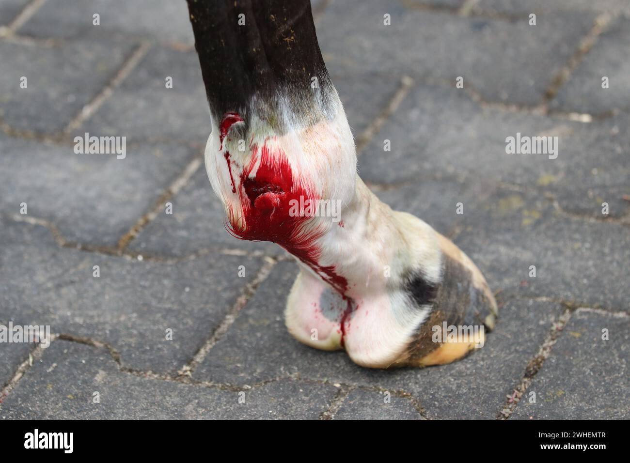 '29.06.2023, Deutschland, Brandenburg, Vogelsdorf - Riss am Fesselkopf eines Pferdes durch Galoppieren. 00S230629D016CAROEX.JPG [MODELLVERSION: Stockfoto