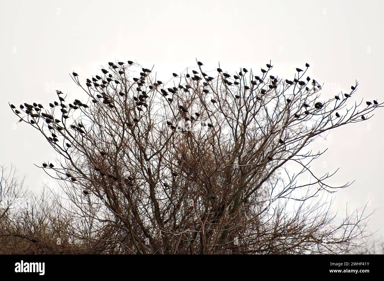 Hochgezogene Schar von Starling-Silhouette Stockfoto