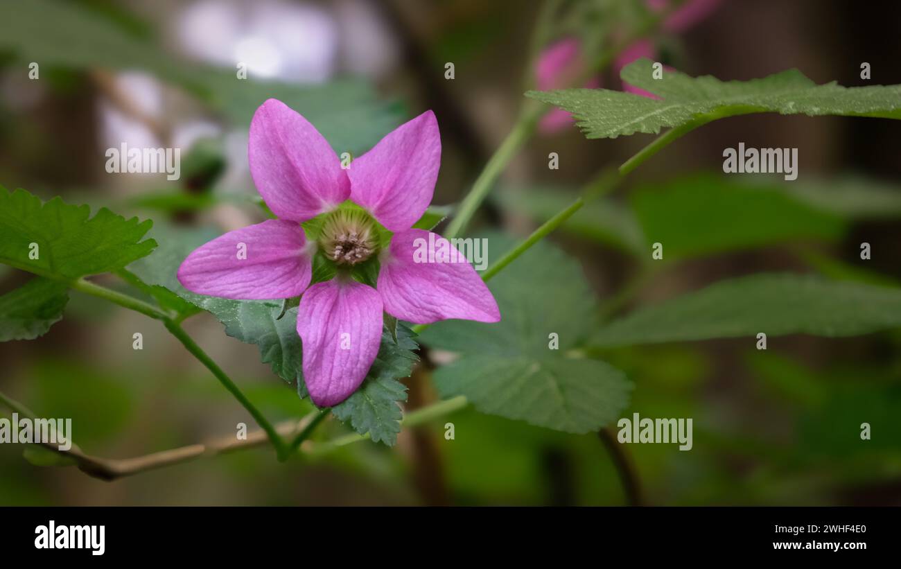 Rosa Salmonbeerblüte in voller Blüte Stockfoto