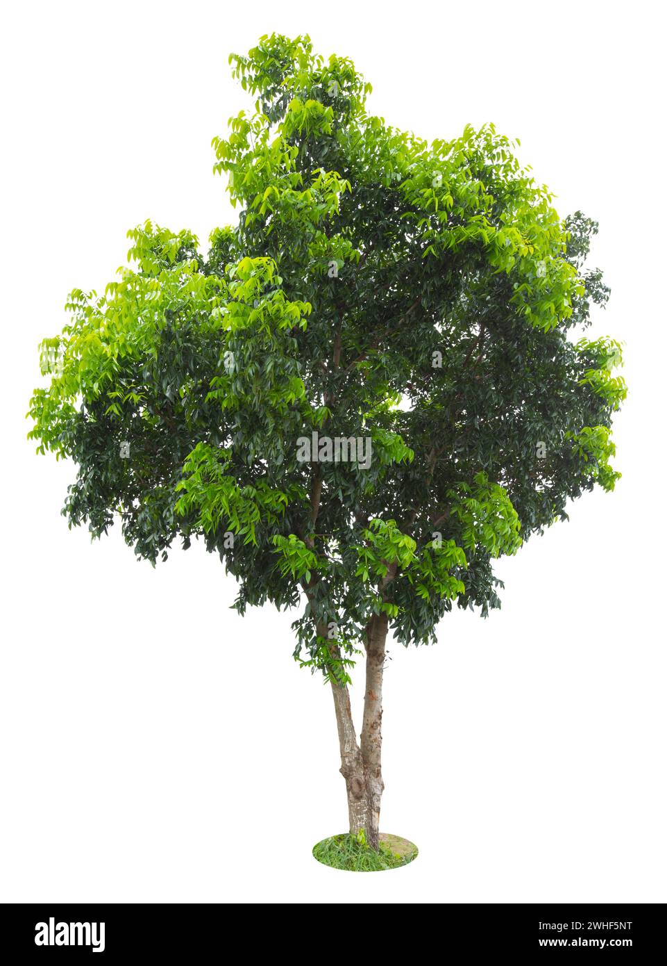 Tropischer Baum voller Blätter auf weißem Hintergrund. Stockfoto