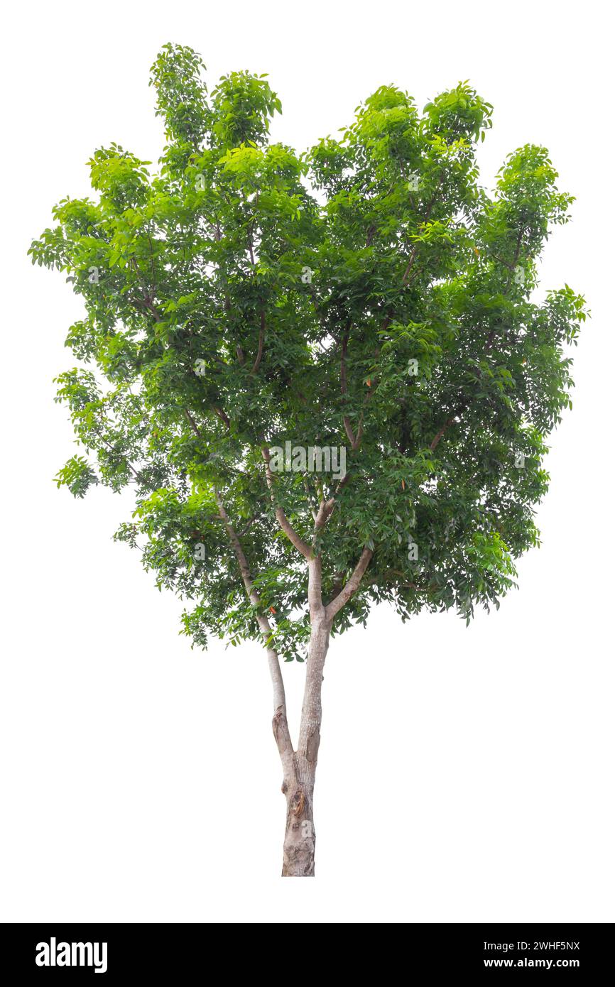 Tropischer Baum voller Blätter auf weißem Hintergrund. Stockfoto