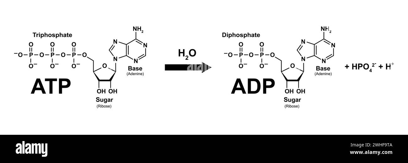 ATP-ADP-Zyklus, Abbildung Stockfoto