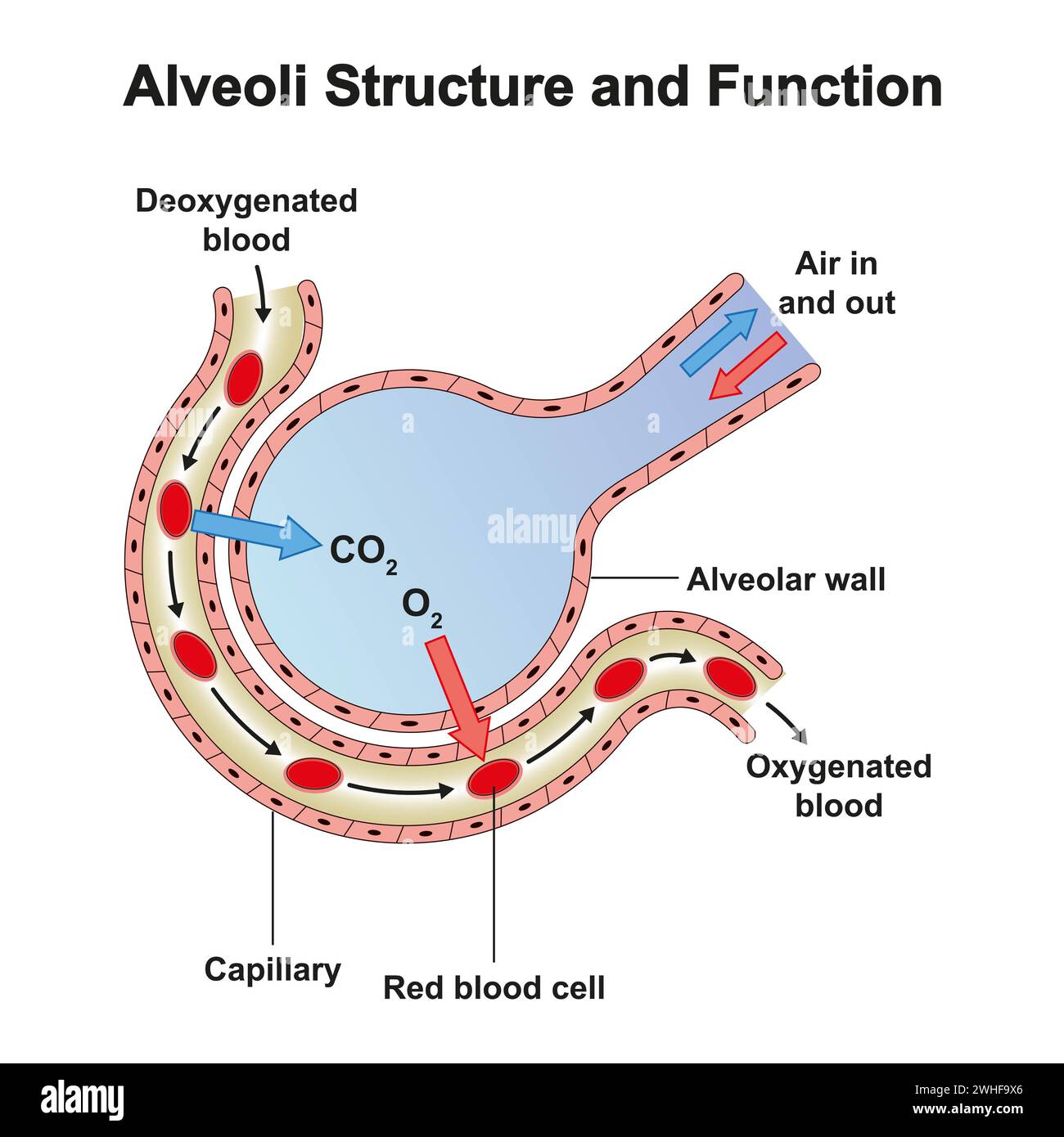 Alveolstruktur, Illustration Stockfoto