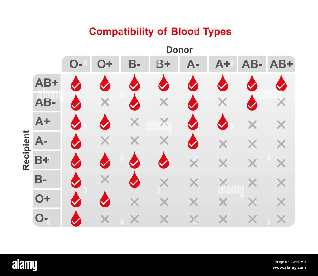 ABO-Blutgruppenkompatibilität, Illustration Stockfoto
