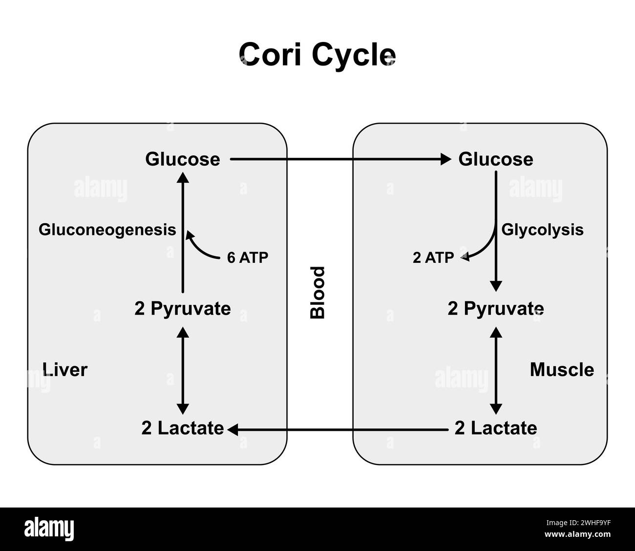 Cori-Zyklus, Abbildung Stockfoto