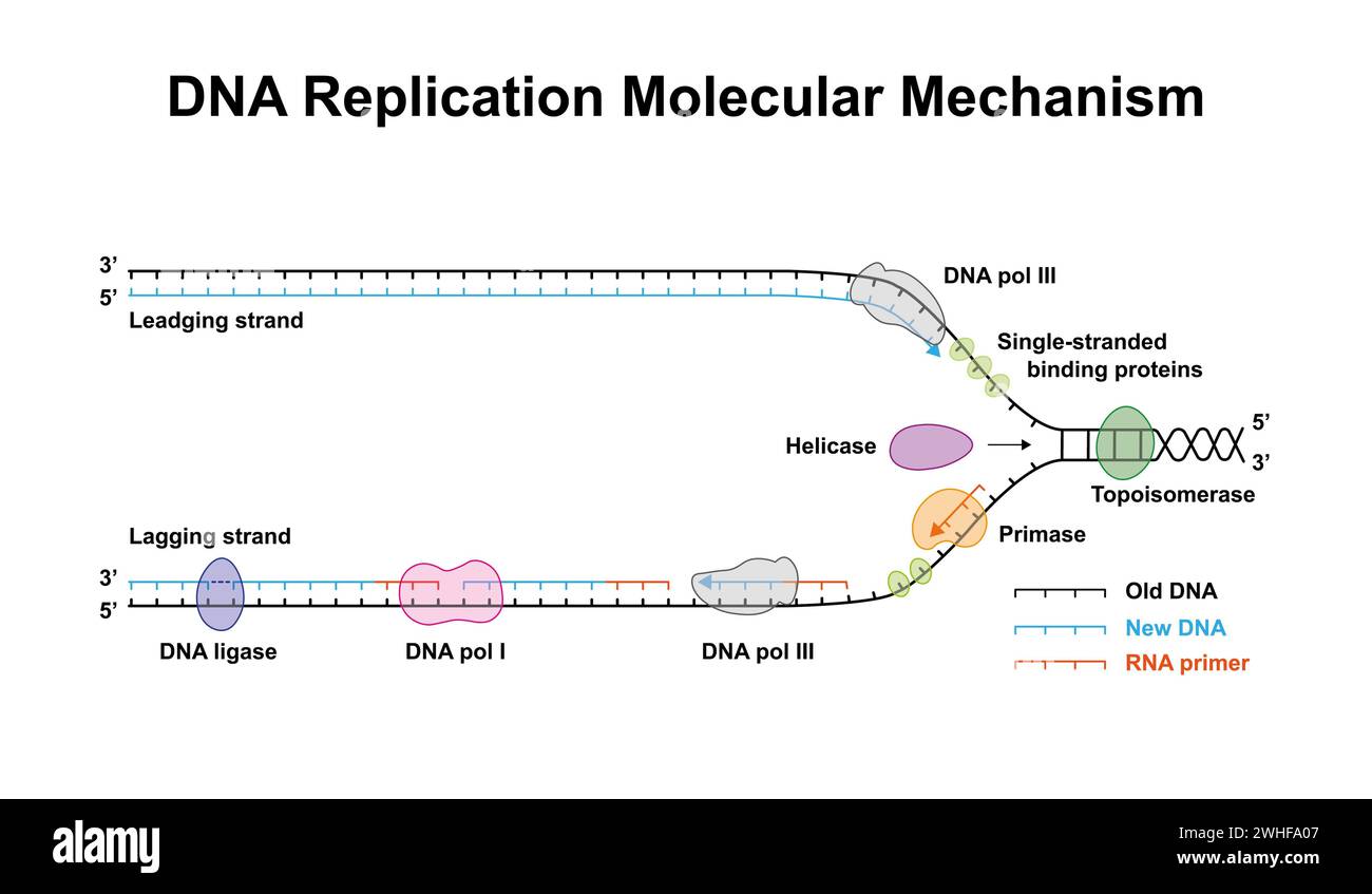 DNA-Replikation, Illustration Stockfoto