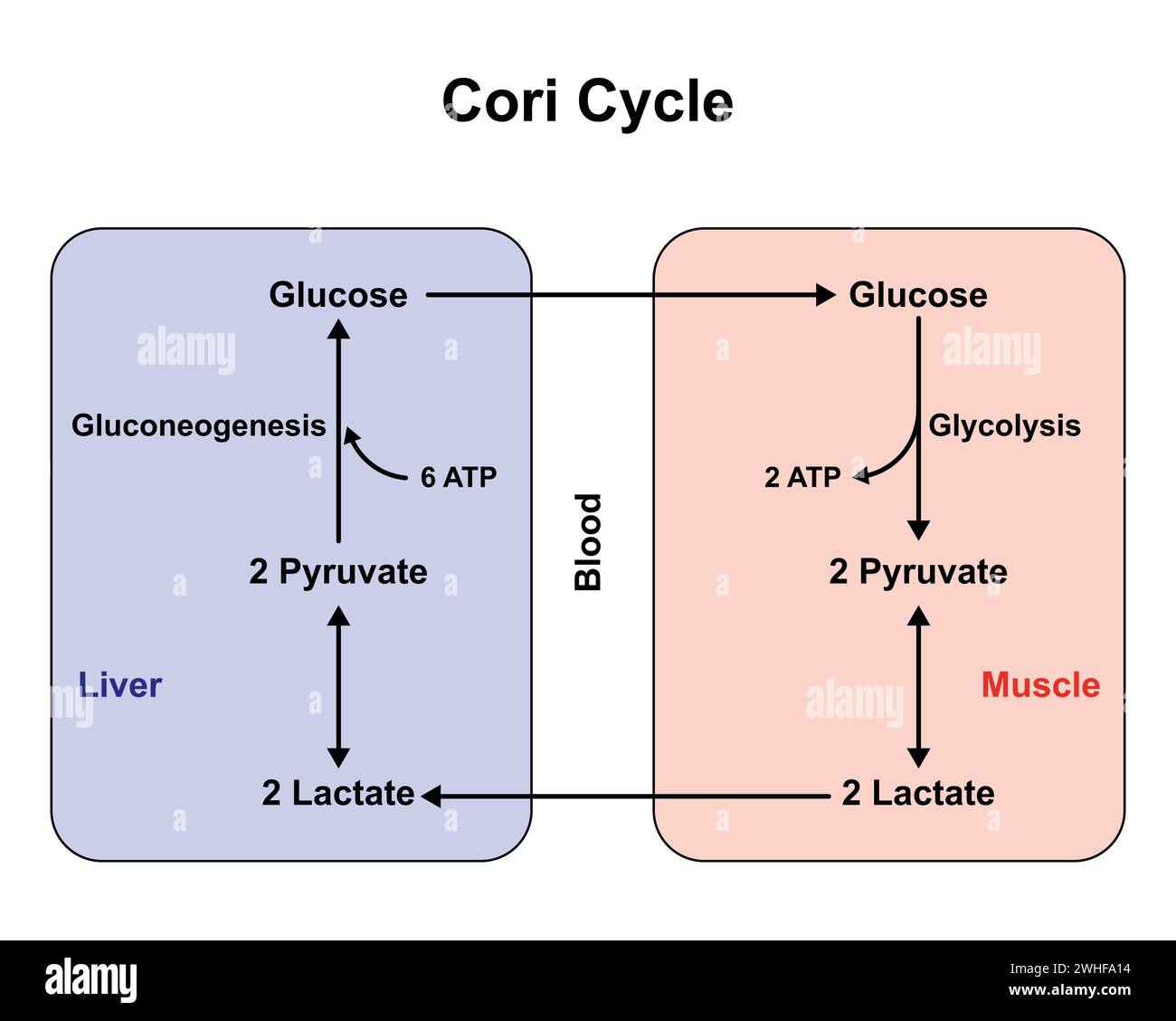 Cori-Zyklus, Abbildung Stockfoto