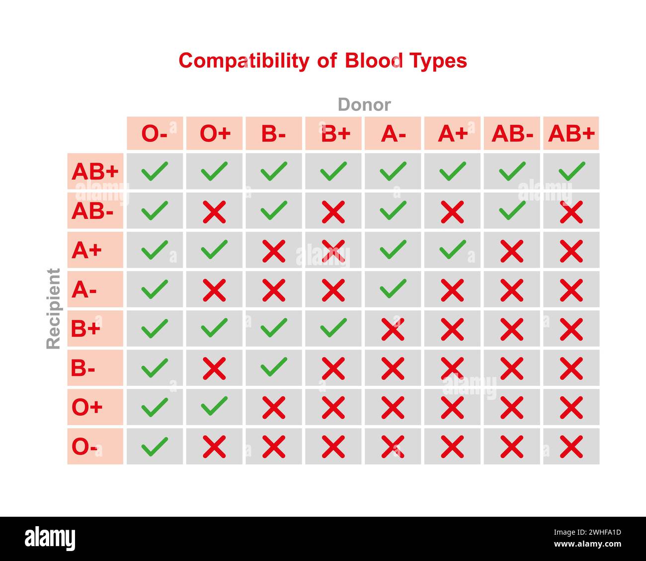 ABO-Blutgruppenkompatibilität, Illustration Stockfoto