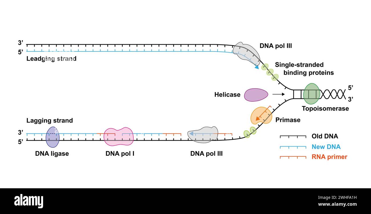 DNA-Replikation, Illustration Stockfoto