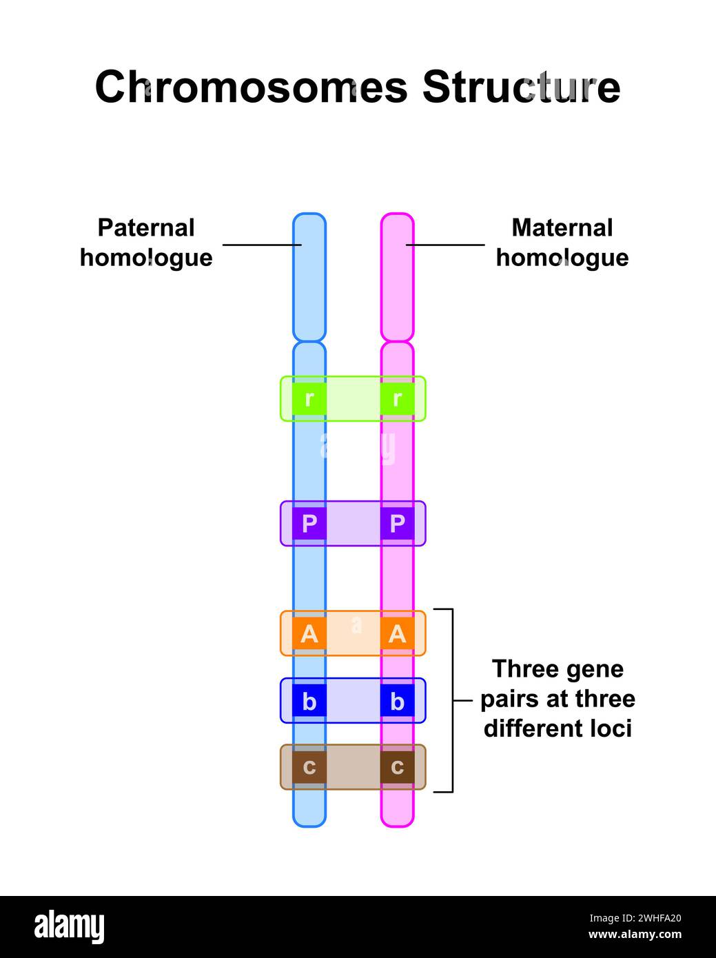 Chromosomenstruktur, Abbildung. Stockfoto