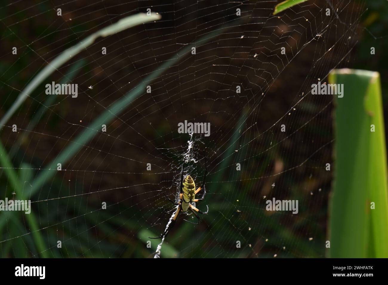 Bunte Spinne im Botanischen Garten in Wichita, KS Stockfoto