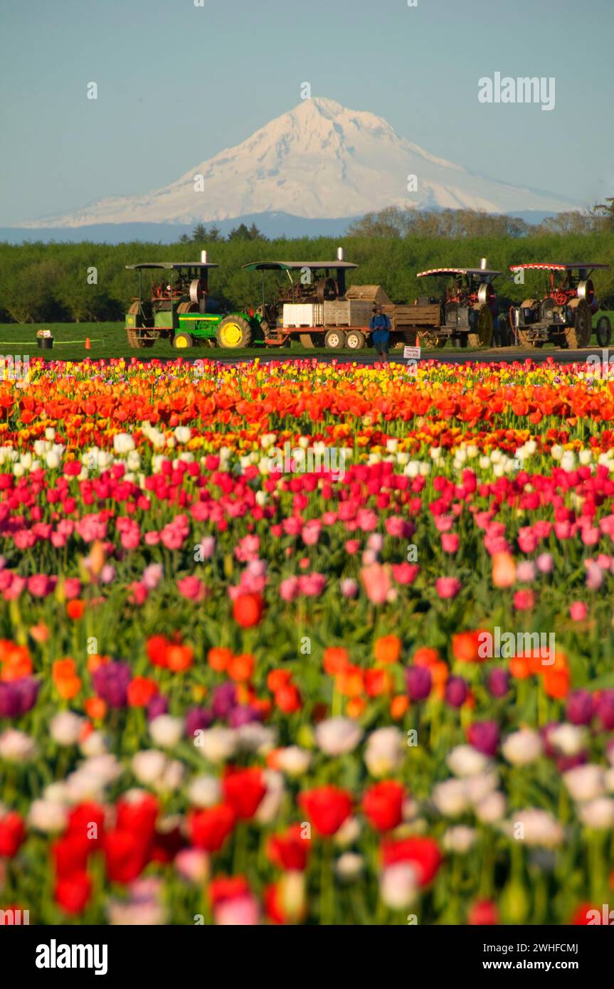 Tulip Field mit Mt Hood und antiken Traktoren, Wooden Shoe Bulb Co., Clackamas County, Oregon Stockfoto