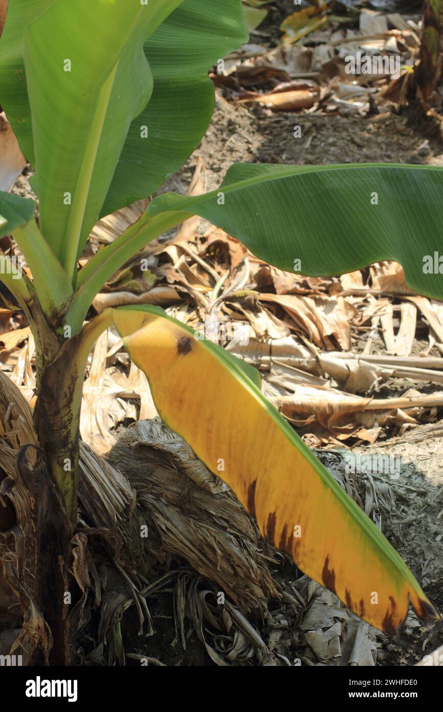 Selektiver Fokus einer Bananenpflanze, die von tödlichem Fusarium-Welken-Krankheit Tropical Race 4-Pilz betroffen ist Stockfoto