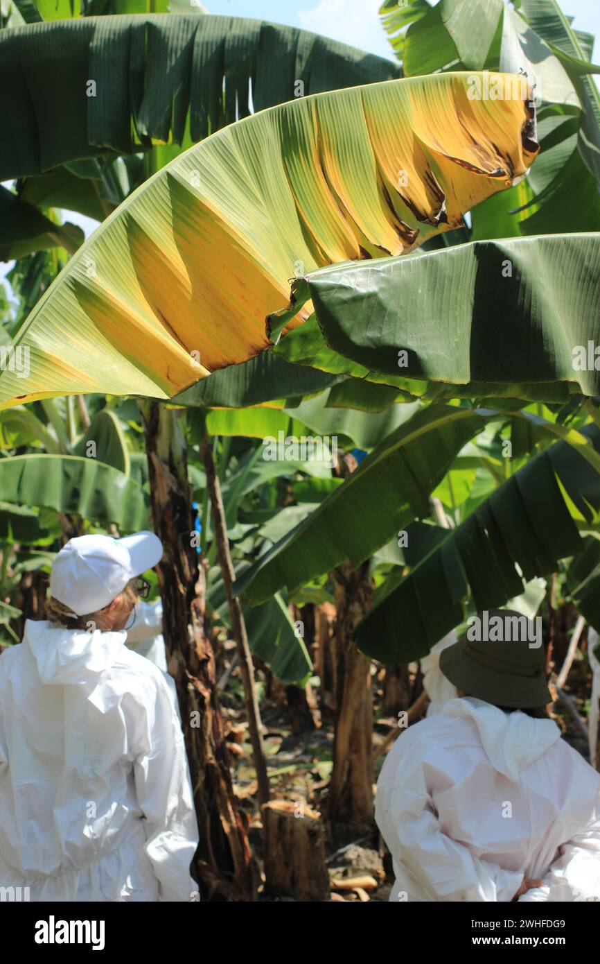 Wissenschaftler inspizieren eine Bananenpflanze, die von tödlicher Fusarium-Welke-Krankheit betroffen ist Stockfoto