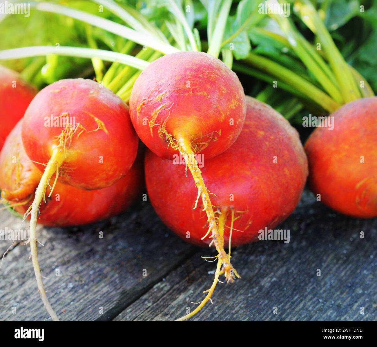 Raw organic golden Rüben auf rustikalen hölzernen Hintergrund Stockfoto