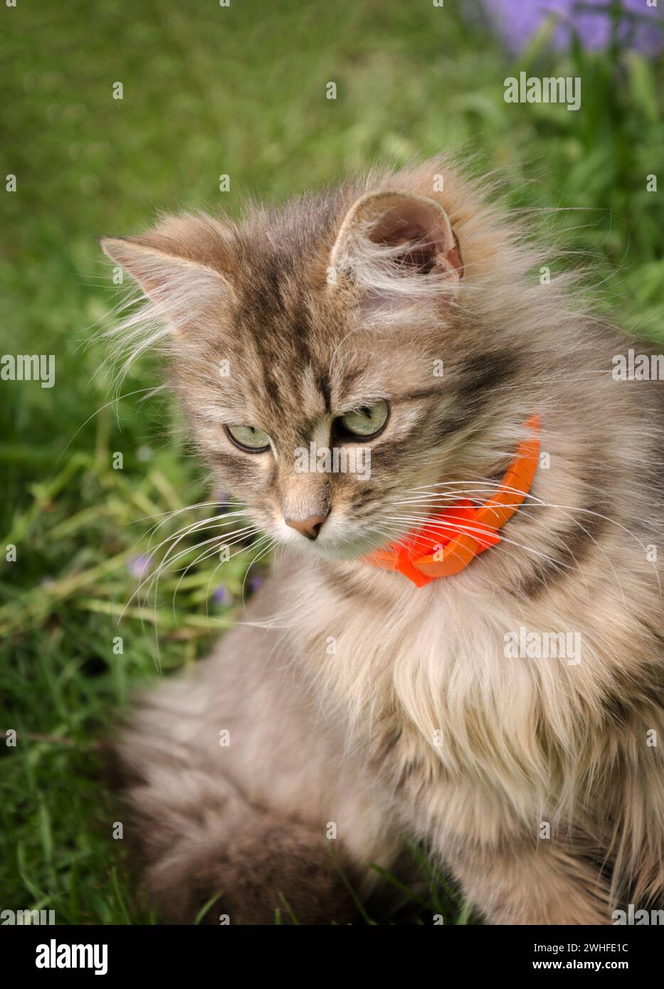 Graue Hauskatze mit grünen Augen im Garten auf dem grünen Gras Stockfoto