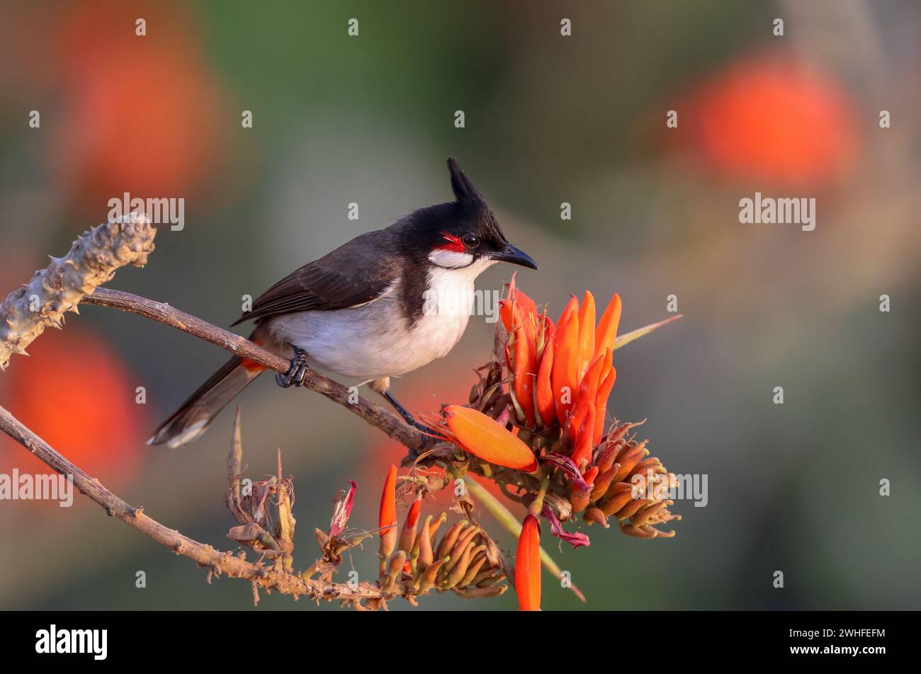 Rotflüsterbulbul ist ein in Asien heimischer Passerinvogel. Sie gehört zur Familie Bulbul. Stockfoto