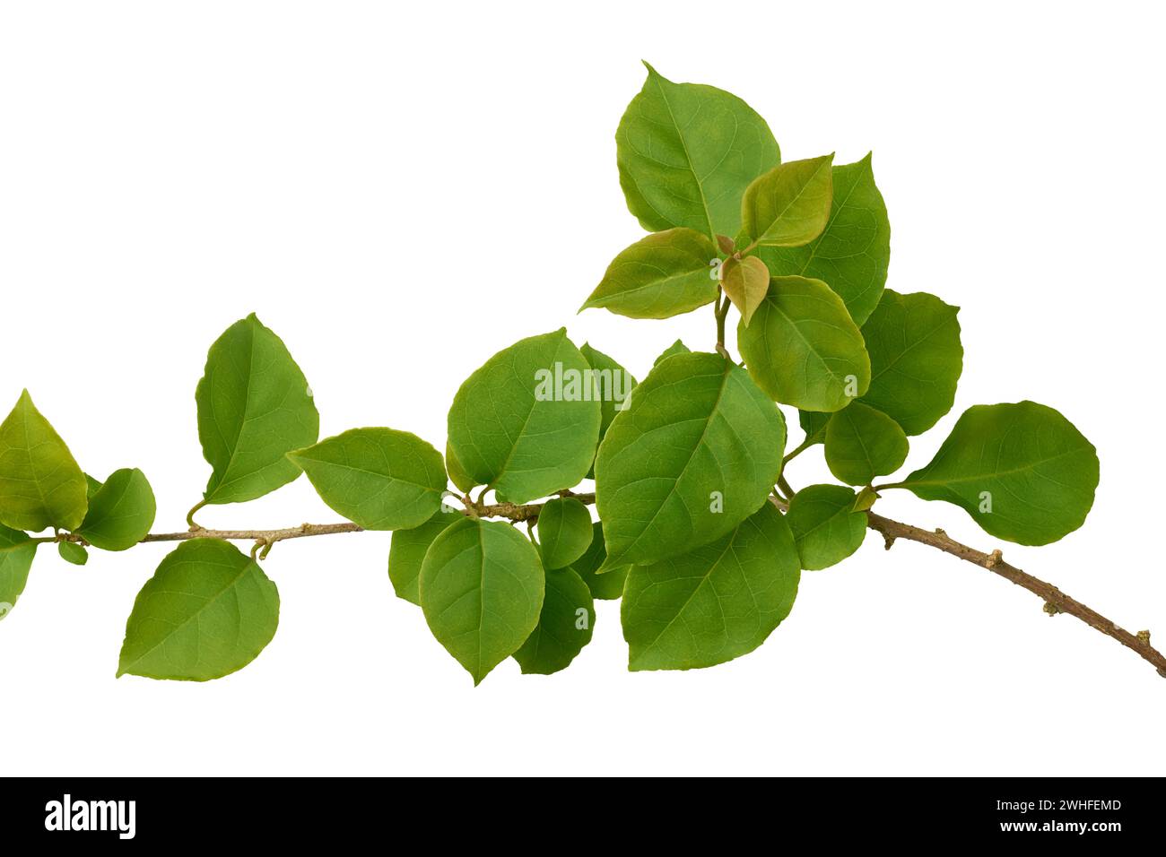 Nahaufnahme von grünem Laub, elliptisch mit spitzen Spitzen und glattem, strukturiertem Zweig der Bougainvillea-Pflanze isoliert auf weißem Hintergrund Stockfoto