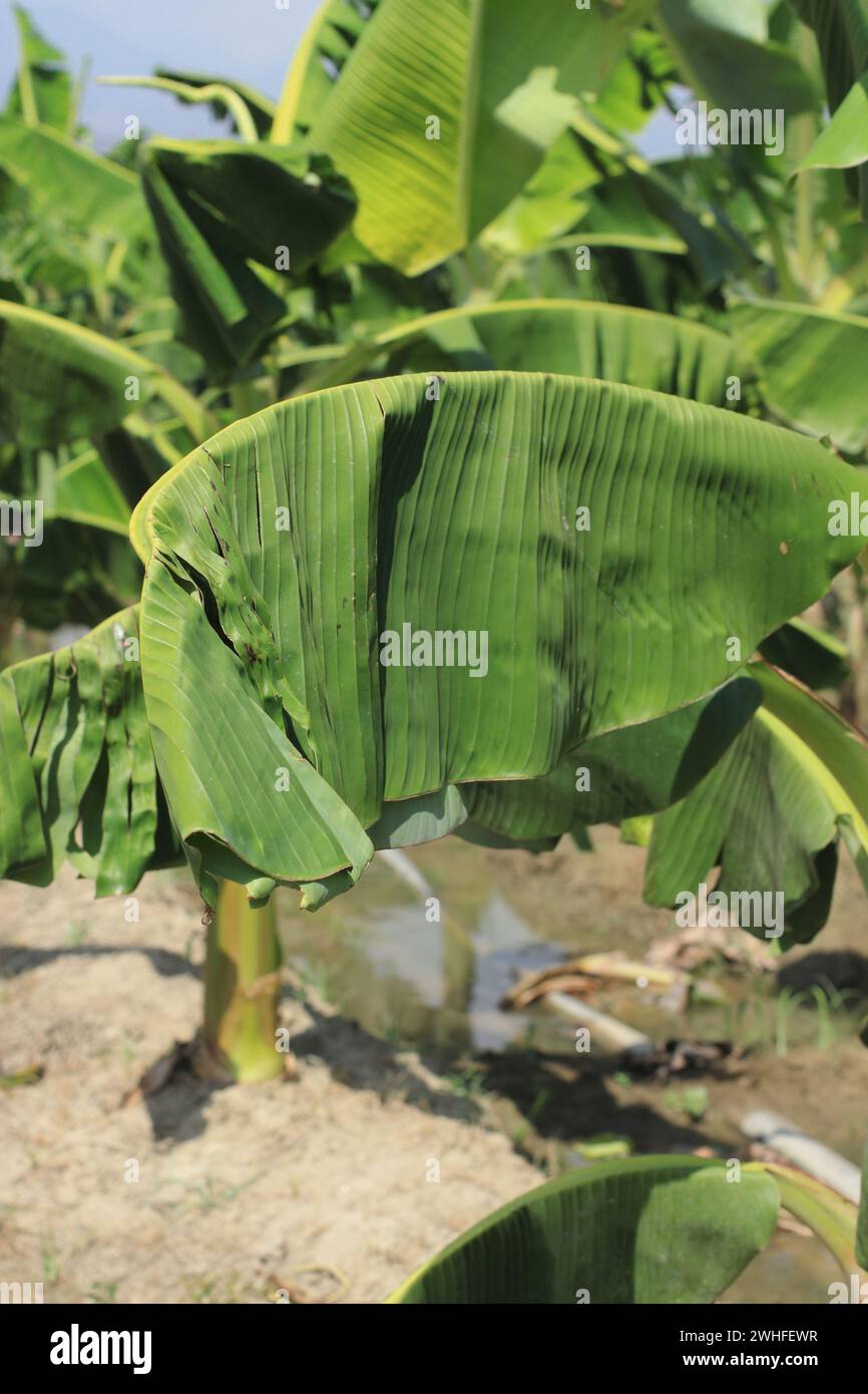 Frühe Blattsymptome bei Kalzium- und Bor-Mangel mit deformierten Blättern Stockfoto