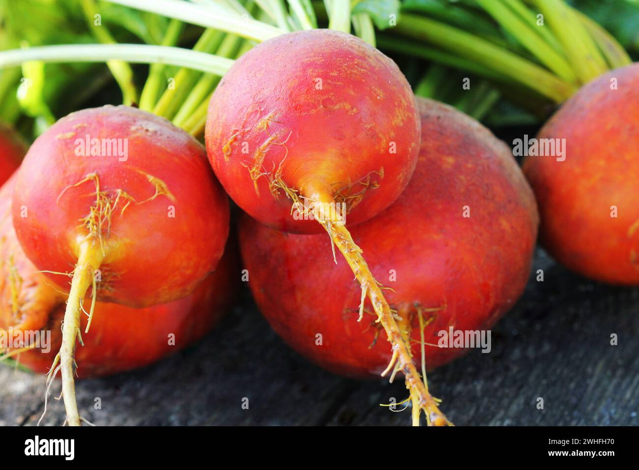 Raw organic golden Rüben auf rustikalen hölzernen Hintergrund Stockfoto