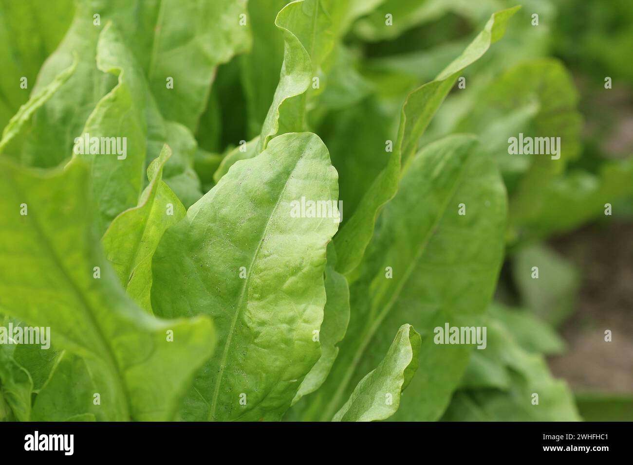 Sauerampfer Pflanzen im Garten wachsen im Bett Stockfoto