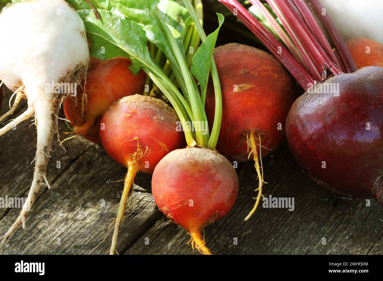 Frischen landwirtschaftlichen Bunte rote Bete auf einer hölzernen Hintergrund. Detox und Gesundheit. Selektive konzentrieren. Rot, golden, weiße Rüben Stockfoto